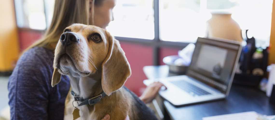 Beagle sitting with veterinary practice manager as she write social media posts.