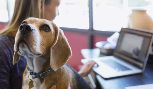 Beagle sitting with veterinary practice manager as she write social media posts.