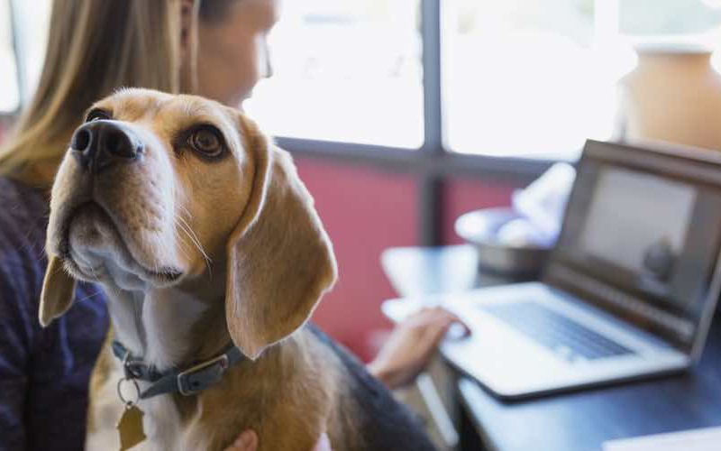 Beagle sitting with veterinary practice manager as she write social media posts.