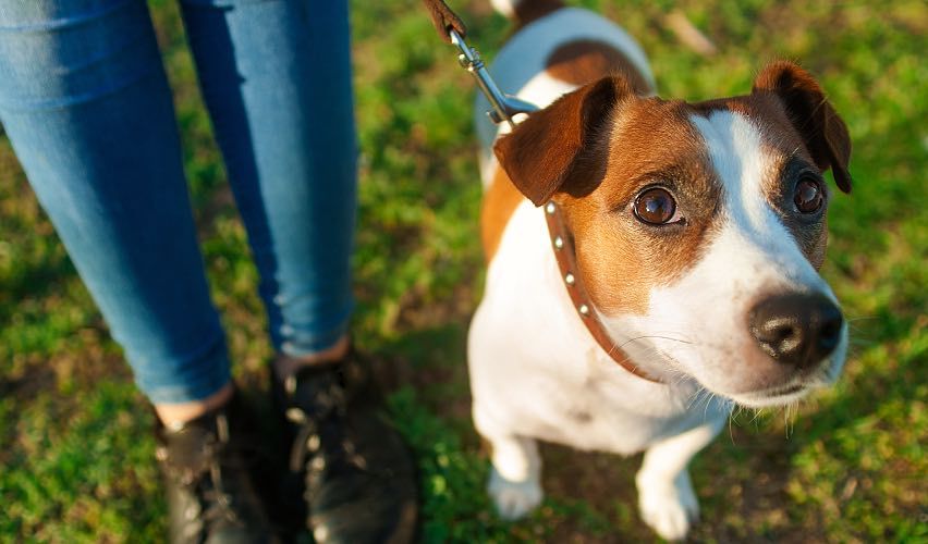 Veterinary social media posts for July.