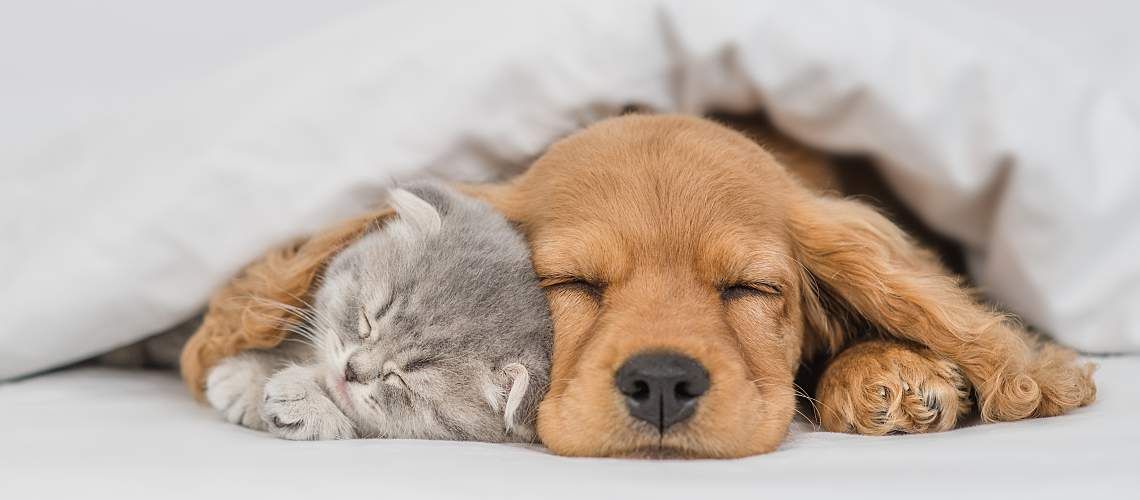 A puppy and cat snuggle together under a blanket.