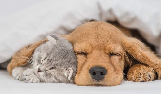 A puppy and cat snuggle together under a blanket.