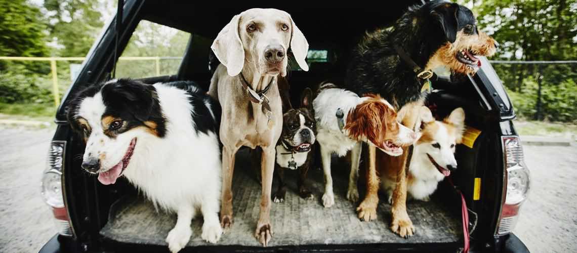 Bunch of dogs in the back of a car going for a ride.