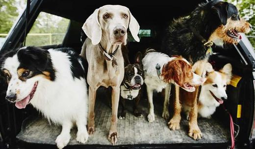 Bunch of dogs in the back of a car going for a ride.