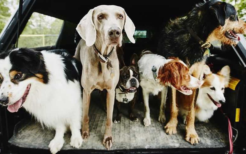 Bunch of dogs in the back of a car going for a ride.