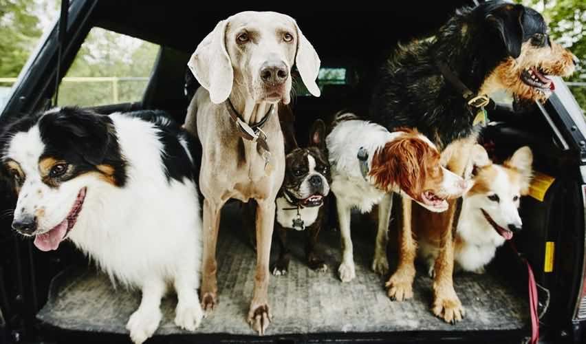 Bunch of dogs in the back of a car going for a ride.