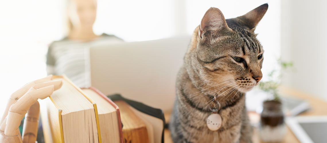 Gray tabby cat sitting on a new practice manager's desk.