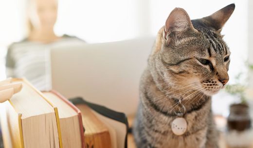 Gray tabby cat sitting on a new practice manager's desk.