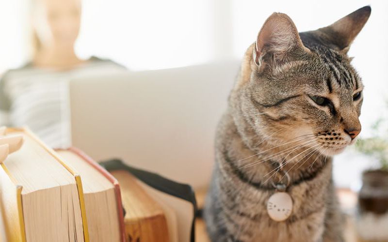 Gray tabby cat sitting on a new practice manager's desk.