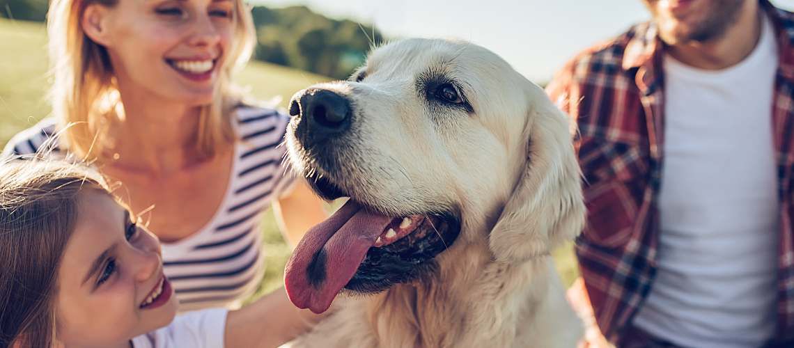 Family in a field with their yellow labrador.