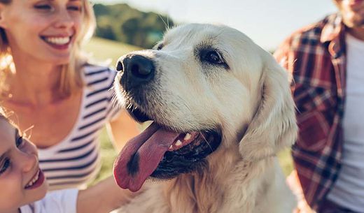 Family in a field with their yellow labrador.