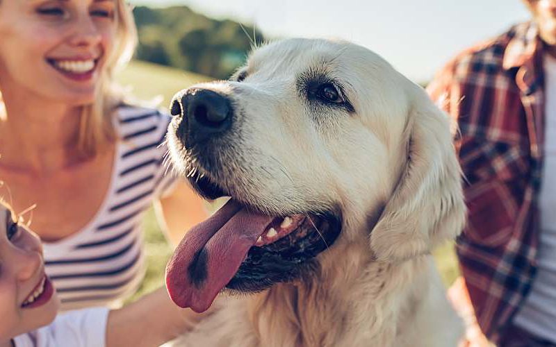 Family in a field with their yellow labrador.