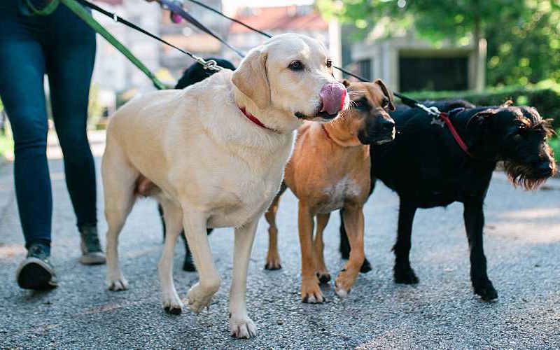 Woman walking three dogs.