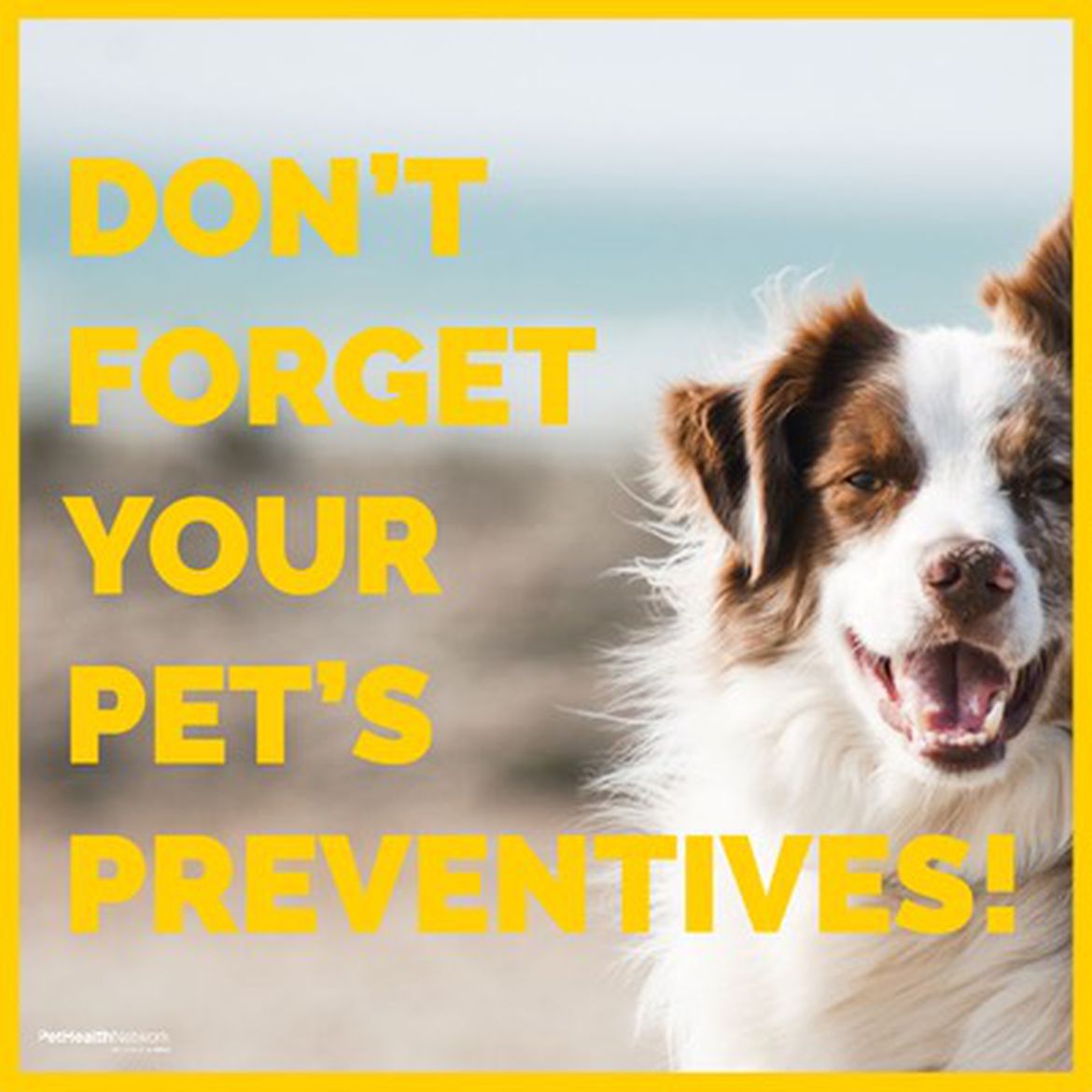 Social media post for a reminder to give pet's preventives.