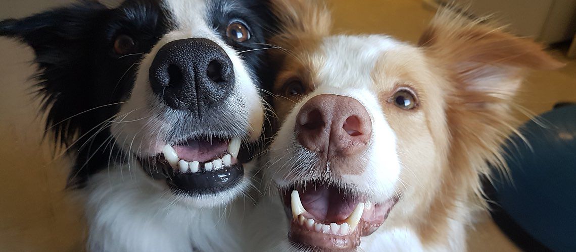 Two dogs smile at the camera.