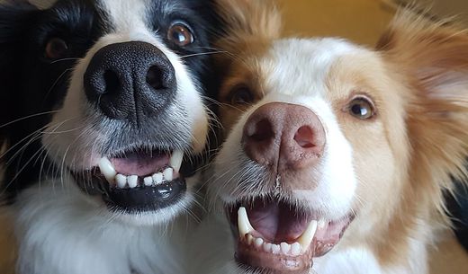 Two dogs smile at the camera.