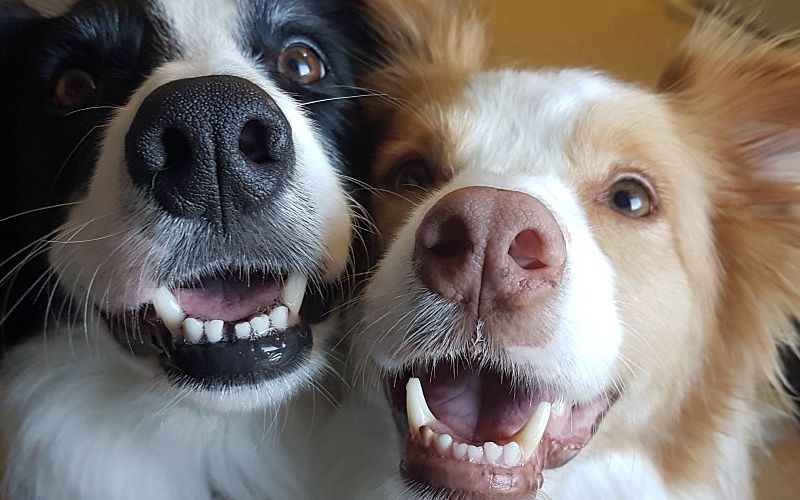 Two dogs smile at the camera.
