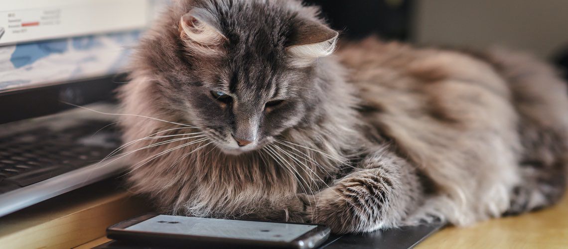 Cat sitting on a desk in a veterinary practice.