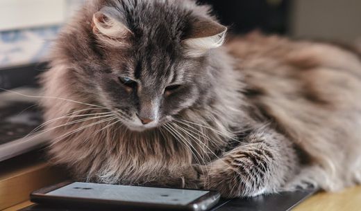 Cat sitting on a desk in a veterinary practice.