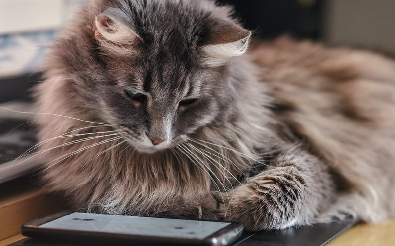 Cat sitting on a desk in a veterinary practice.