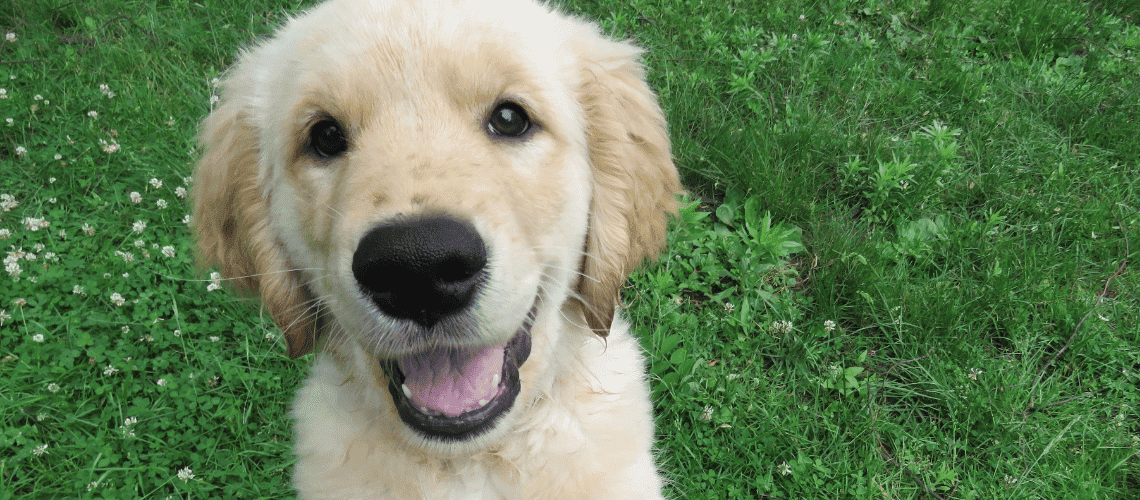 Adorable Golden Retriever puppy