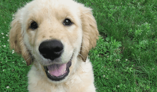 Adorable Golden Retriever puppy