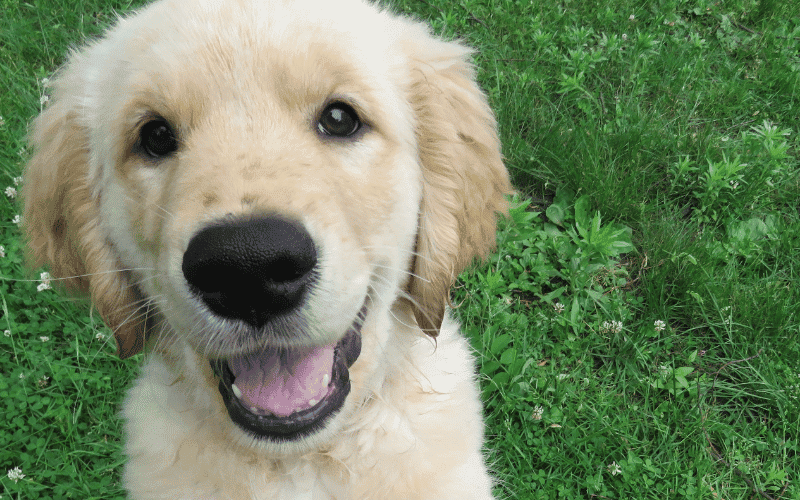 Adorable Golden Retriever puppy