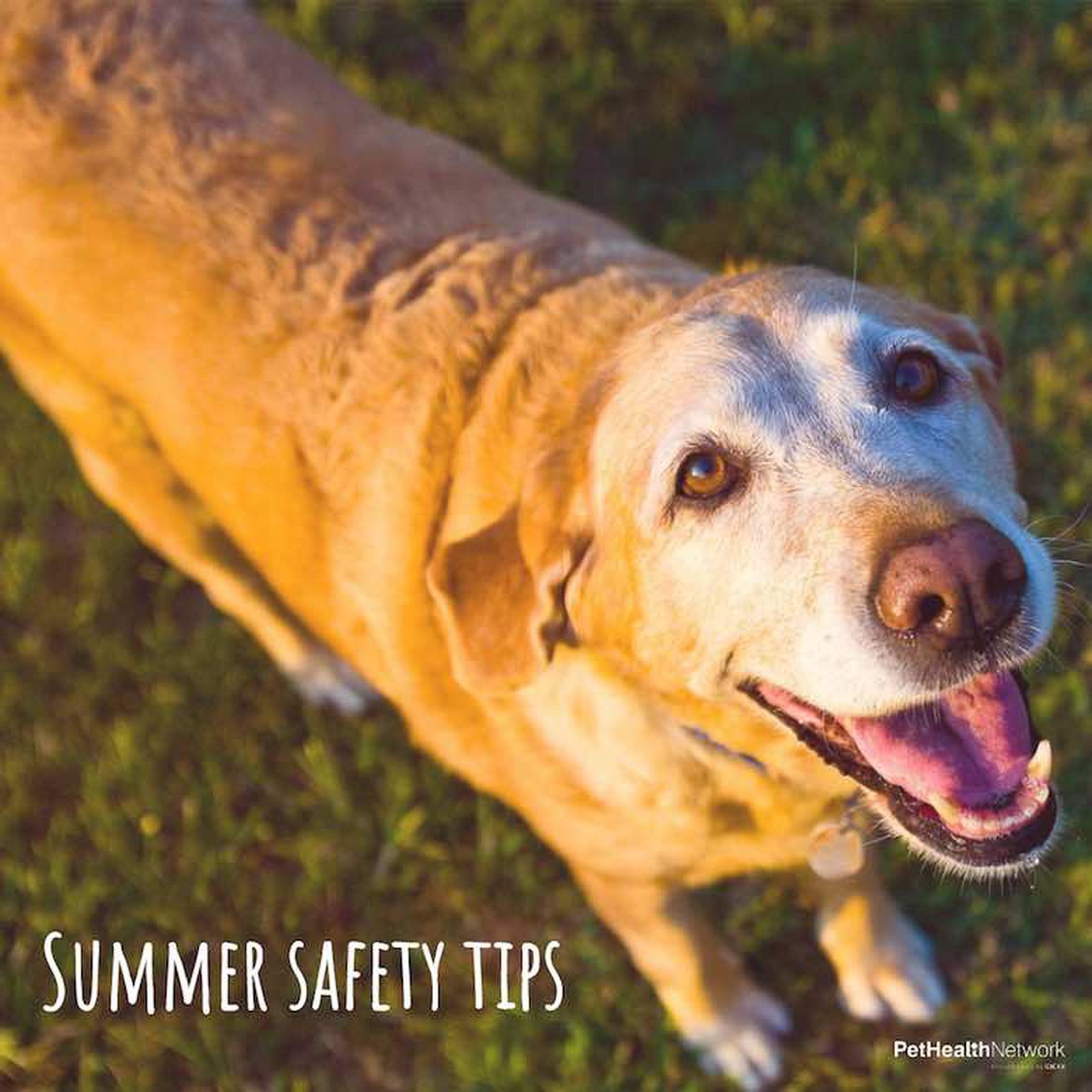 Summer safety tips for dogs.