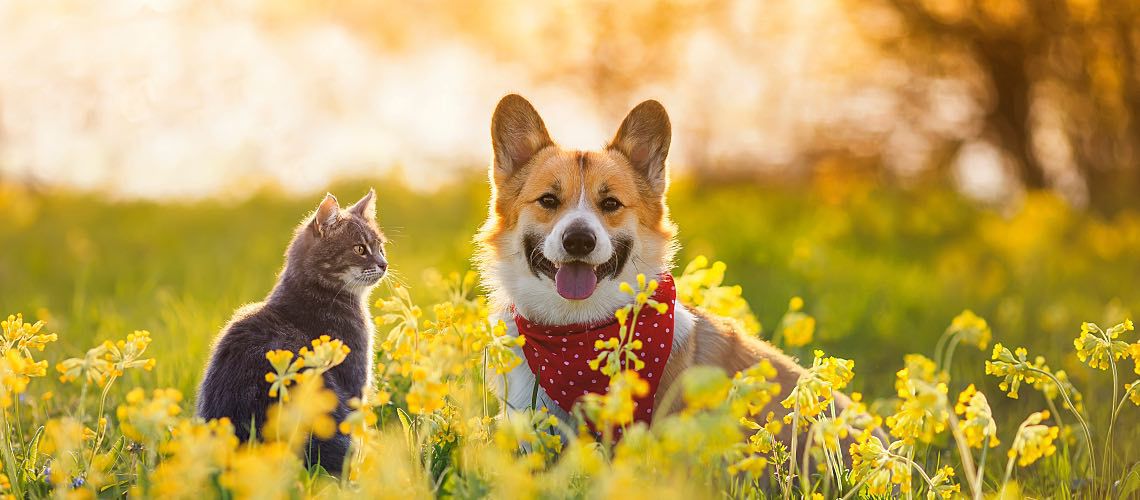 Dog and cat sitting in a field.
