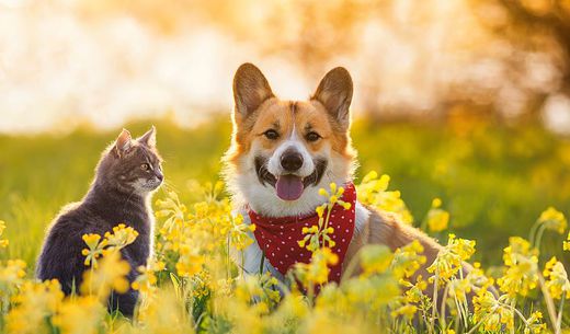 Dog and cat sitting in a field.