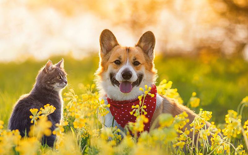 Dog and cat sitting in a field.