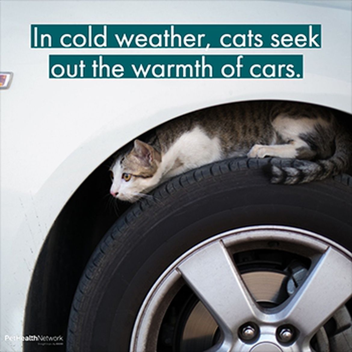 Cat sleeping on a car's tire.