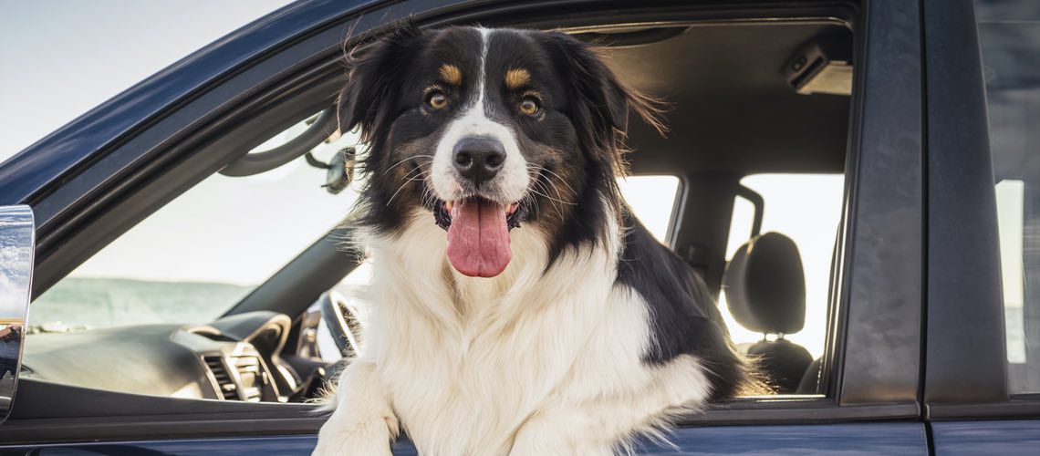 Dog sitting in a car in a parking lot with his head out the window.