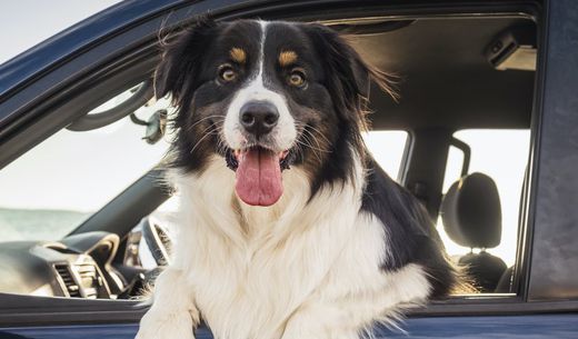 Dog sitting in a car in a parking lot with his head out the window.