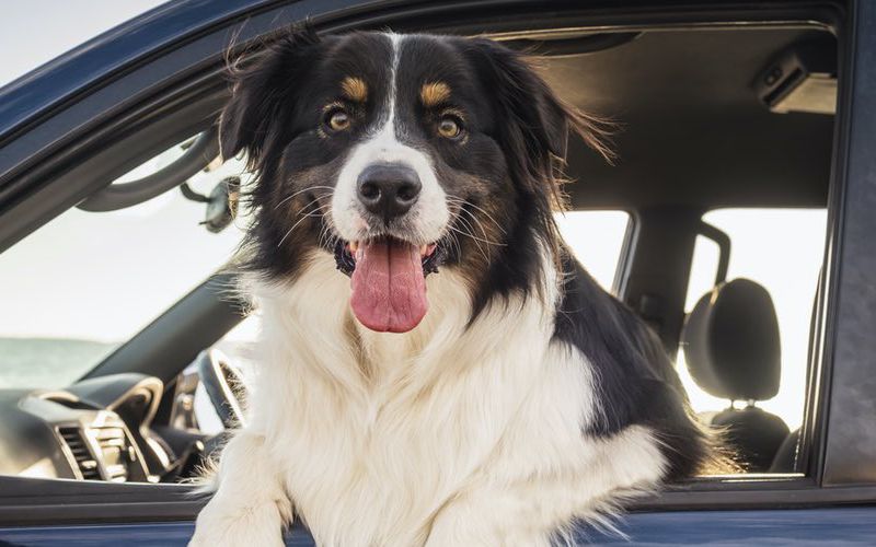 Dog sitting in a car in a parking lot with his head out the window.