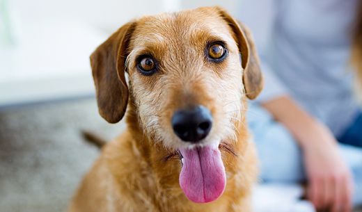 Dog looking straight ahead with owner sitting behind him.