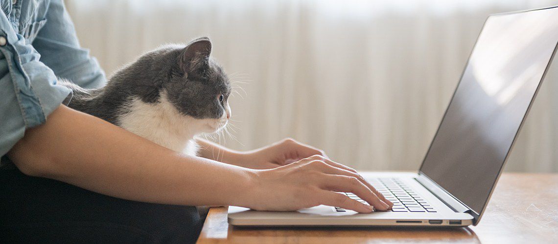 Veterinary practice manager working her laptop with a cat sitting in her lap.