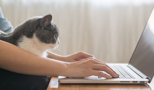 Veterinary practice manager working her laptop with a cat sitting in her lap.