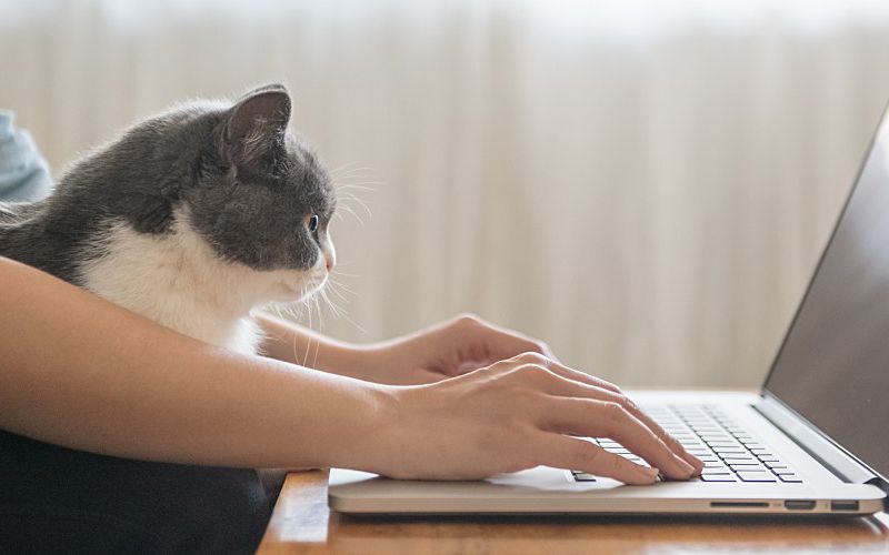 Veterinary practice manager working her laptop with a cat sitting in her lap.