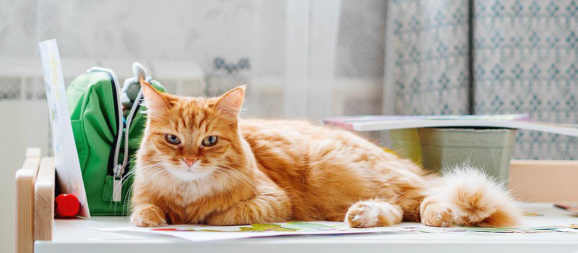 Orange cat sitting on a desk with papers around him.