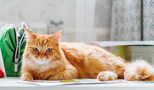 Orange cat sitting on a desk with papers around him.