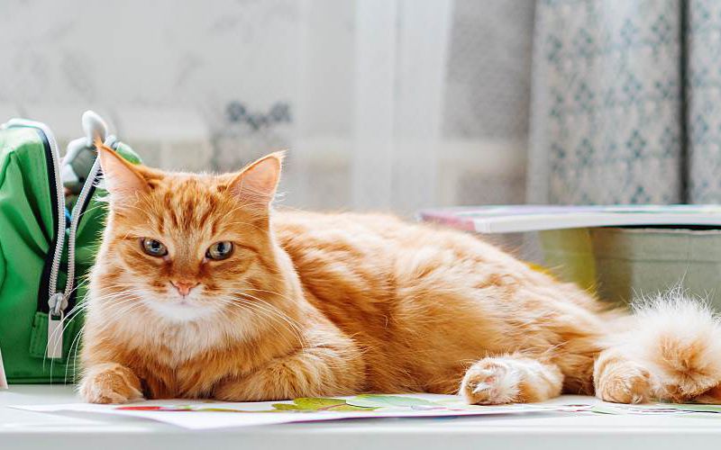 Orange cat sitting on a desk with papers around him.