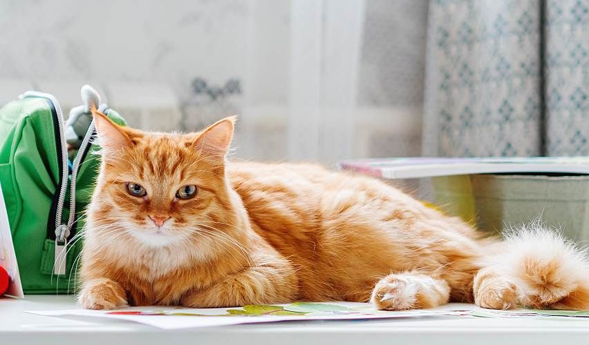 Orange cat sitting on a desk with papers around him.