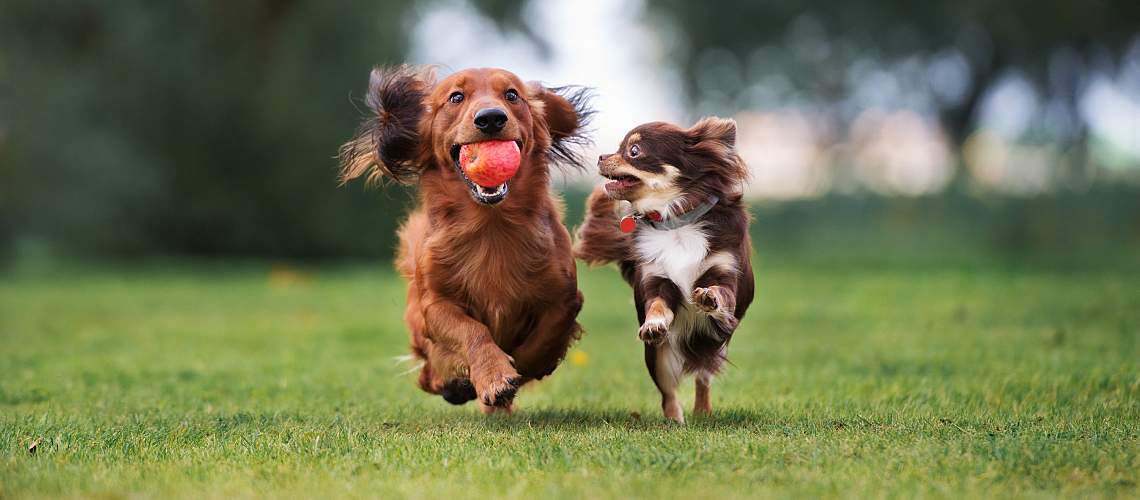 Two small dogs playing together outdoors.