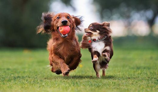 Two small dogs playing together outdoors.