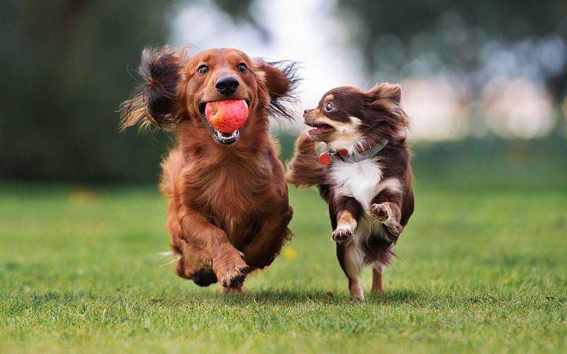 Two small dogs playing together outdoors.