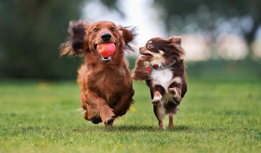 Two small dogs playing together outdoors.