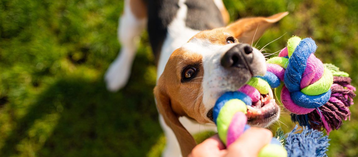 Beagle playing with rope toy.