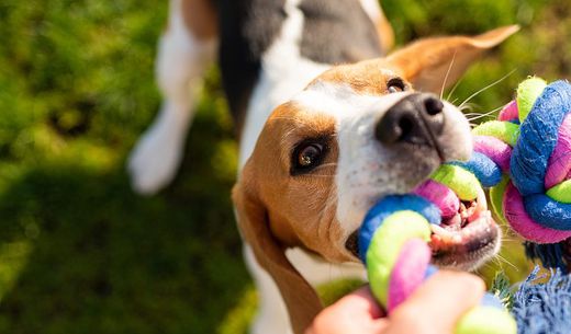 Beagle playing with rope toy.