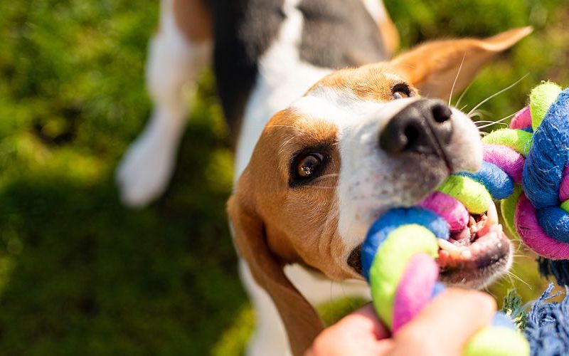Beagle playing with rope toy.